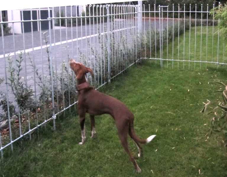 Garten Begrenzungs Zaun als Hundegehege mit Gartentörchen