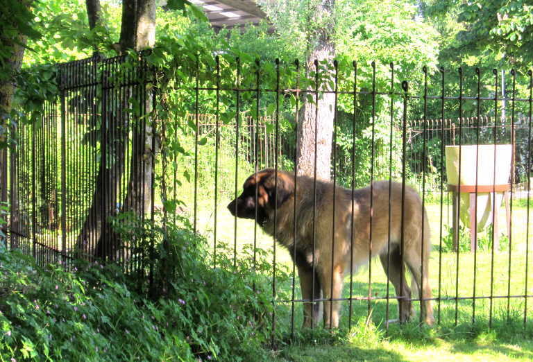 Der Garten Zaun als Hunde Gehege und Begrenzungs Zaun