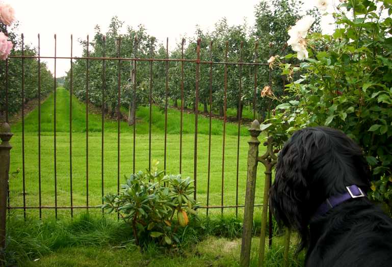 Gartenzaun als Haustier Begrenzungszaun, trennt 2 Bereiche auf Ihrem Grundstück