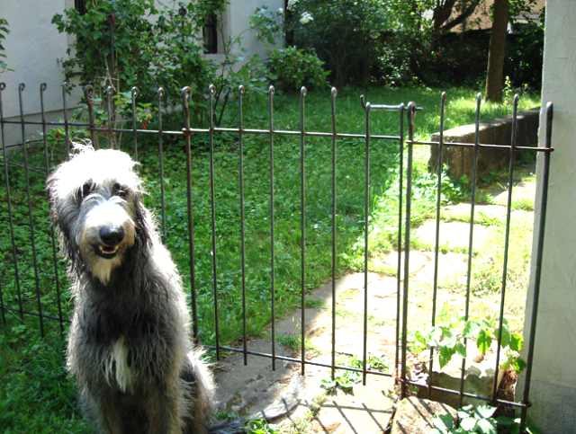 Gartenzaun anneau-115-roh mit Gartentür und Federriegel dient als Hundegehege