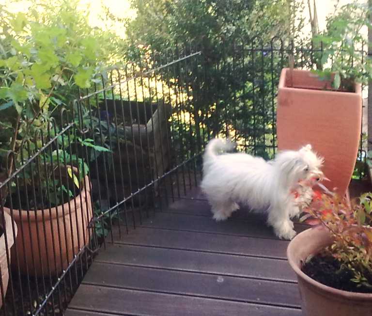 mobile Hundegehege auf der Terrasse mit Hund